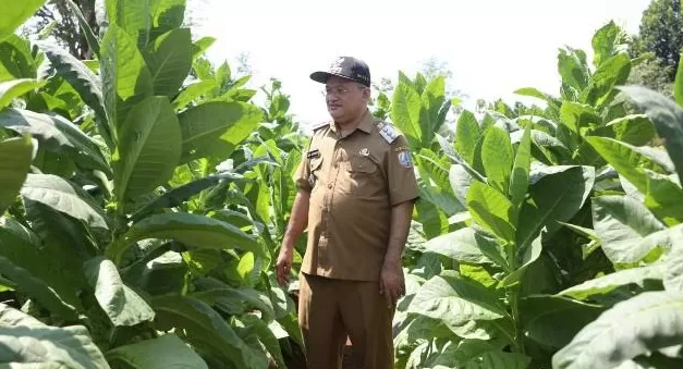 Pj Bupati Sampang Tinjau Pengembangan Tembakau Organik di Kecamatan Banyuates (Pemkab Sampang)