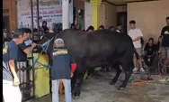7 Tahun Berturut-turut,  Pemilik Konter HP di Kaliwungu Kurban Sapi Jumbo