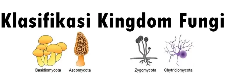 Klasifikasi Pada Kingdom Fungi Atau Kelompok Jamur - Harian Haluan