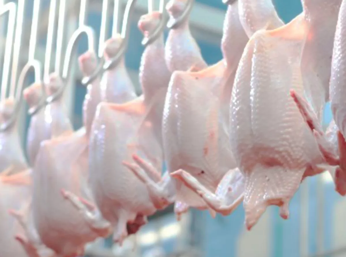 ILUSTRASI HASIL PETERNAKAN AYAM BROILER - Kabar Saham Hari Ini : Optimisme WMPP Kala Proyeksi Konsumsi Daging Nasional Meningkat, Bos Widodo Makmur Perkasa Bocorkan Target Kinerja 2026 (Kalimantansatu.com/Dok. WMPP)
