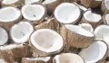Targetkan Kebangkitan Komoditas Kelapa Nasional Lewat Kebun Rakyat, Apa Upaya Kementerian Pertanian ? 