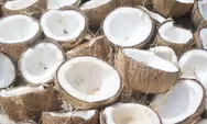 Targetkan Kebangkitan Komoditas Kelapa Nasional Lewat Kebun Rakyat, Apa Upaya Kementerian Pertanian ? 