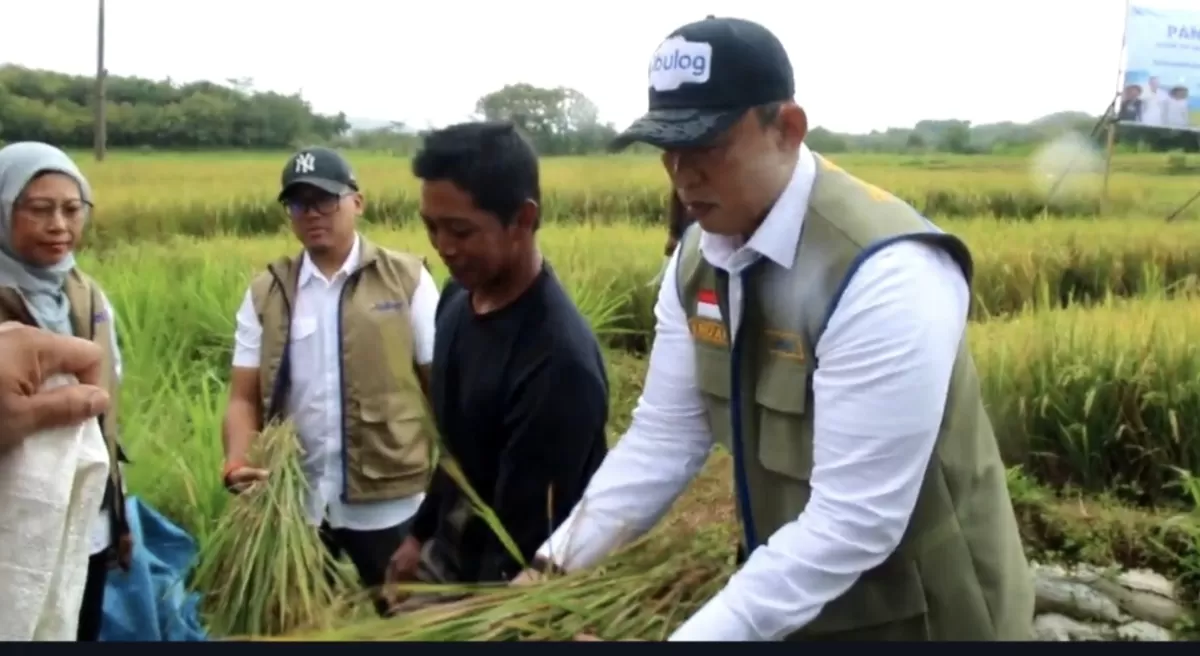 Bulog Nasional Pecahkan Rekor Serapan, Semarang Bukukan Capaian Lebih dari 51 Ribu Ton
