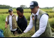 Bulog Nasional Pecahkan Rekor Serapan, Semarang Bukukan Capaian Lebih dari 51 Ribu Ton