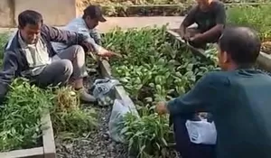 Mengintip Panen Sayur Mayur di Kelurahan Duren Mekar Depok : Ajak Masrakat Manfaatkan Pekarangan Rumah, Diharapkan Jadi Kebiasaan