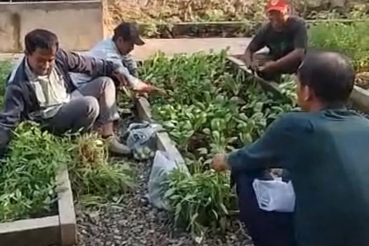 Aparatur Kelurahan Duren Mekar, Kecamatan Bojongsari saat memanen sayur sayuran di pekarangan halaman Kelurahan, Selasa (2/9). (RISKY DWI LESTARI/RADAR DEPOK)