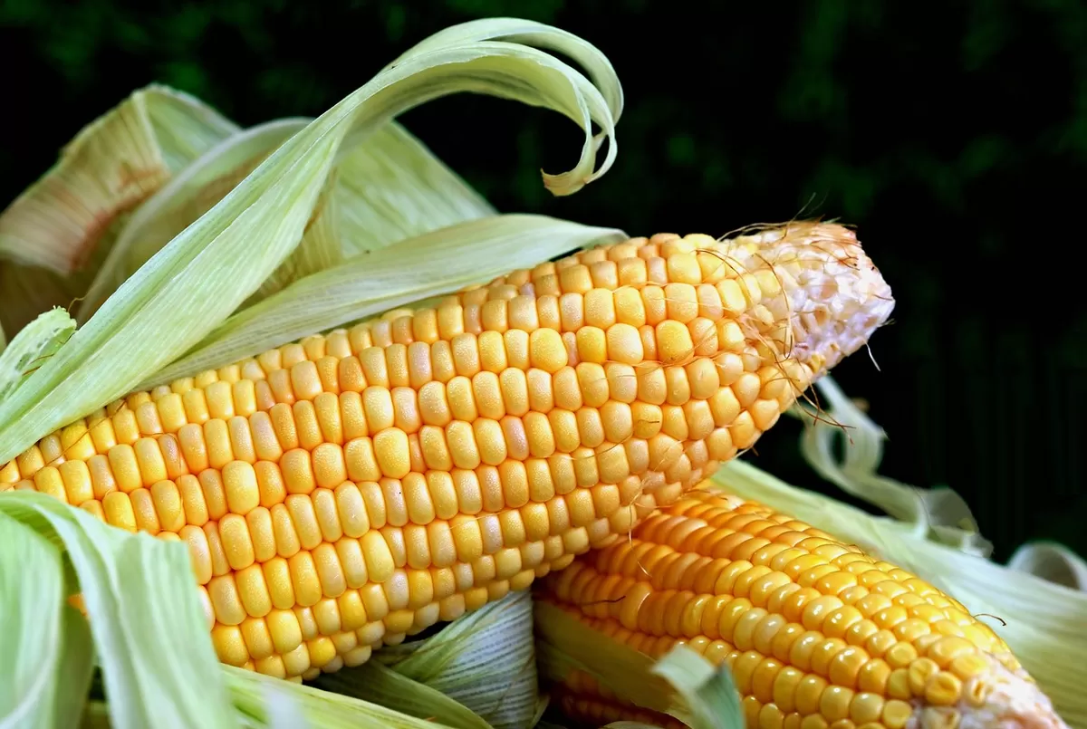 Ilustrasi jagung (Kalimantansatu.com/Dok. Pixabay ignartonosbg)