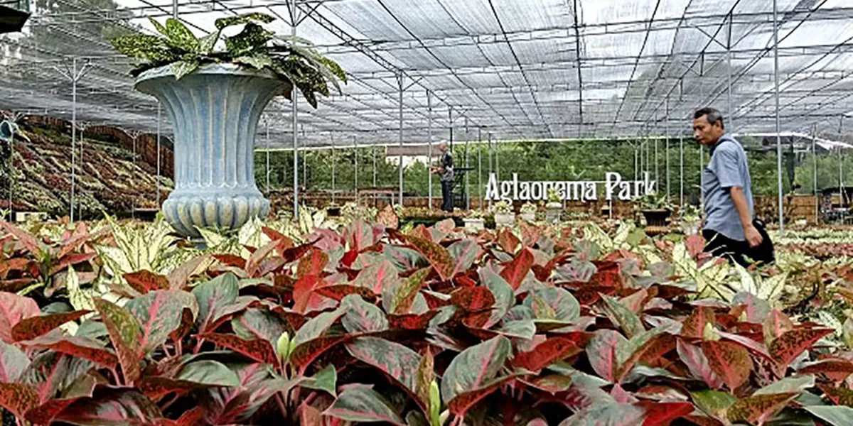 Suasana Aglaonema Park kompleks Puri Mataram di kawasan Tridadi Sleman.  (Foto: Sulistyanto)