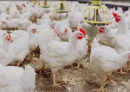 Arti Mimpi Melihat Ayam Putih Banyak Pertanda Kemakmuran, Berikut Deretan Tafsirnya   