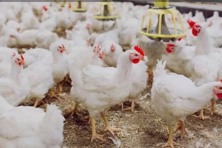 Tafsir mimpi melihat ayam puyih banyak (Foto: Ist)