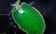 Mengenal keunikan Elysia Chlorotica, hewan siput laut langka yang bisa berfotosintesis seperti tanaman