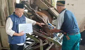 Idul Adha 1445 H! RPH Tapos Depok Potong 135 Hewan Kurban, Wakil Presiden Sumbang Dua Sapi