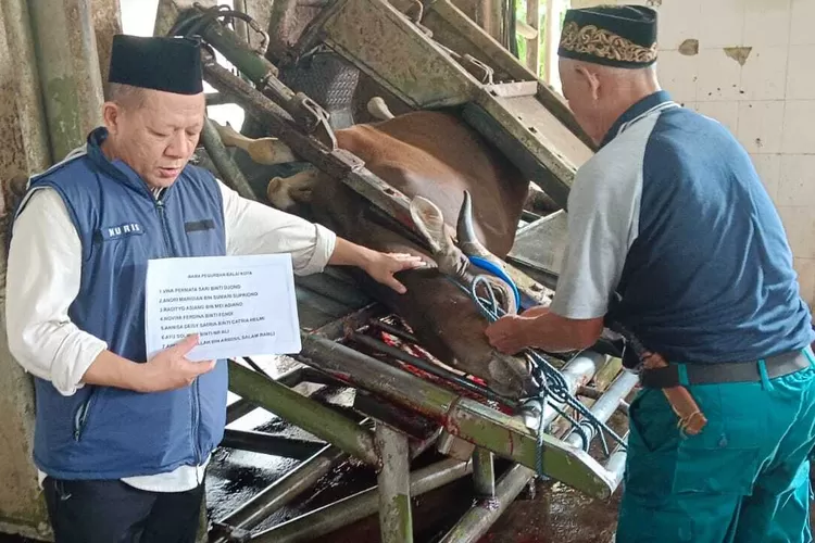 Suasana UPTD RPH Kecamatan Tapos, Kota Depok saat melakukan penyembelihan sapi Idul Adha 1445 Hijriah.  (DOKUMEN UPTD RPH TAPOS)