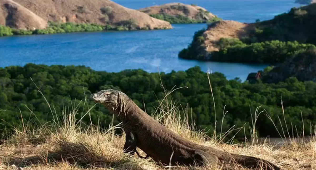 Pulau Rinca mirip dengan Pulau Komodo berada Labuan Bajo, NTT, namun panoramanya tak kalah dengan destinasi wiasata pulau lainnya.
