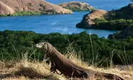 Berkunjung ke Pulau Rica akan Disuguhi Pemandangan Indah dan Hewan Liar di Padang Rumput Liar