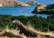 Berkunjung ke Pulau Rica akan Disuguhi Pemandangan Indah dan Hewan Liar di Padang Rumput Liar