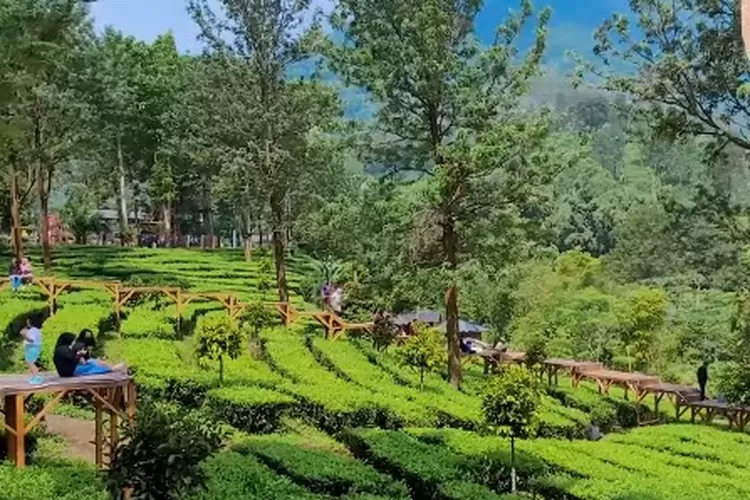 Gunung Mas, salah satu destinasi wisata alam di Bogor (tangkapan layar youtube @aderahmahass)