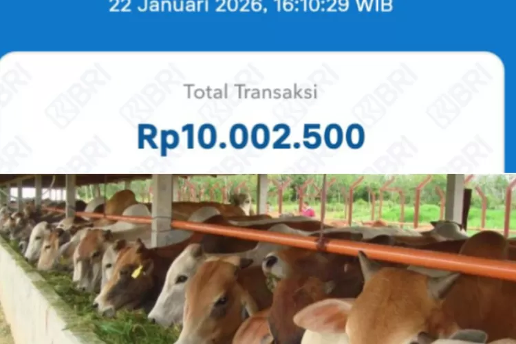 Sapi Timor Nama Baru Muncul! Rhoni Cs Diduga Ikut Nikmati ‘Jatah Reman’ dalam ...