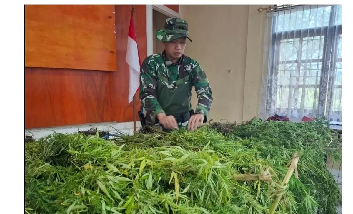 Ilustrasi. Prajurit TNI sedang mengemas pohon ganja ditemukan di Provinsi Papua Pegunungan.