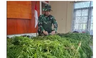 TNI Bongkar Dua Ladang Ganja Siap Panen Diduga Milik KKB di Provinsi Papua Pegunungan