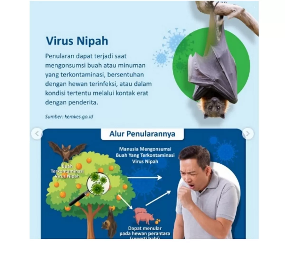 Ilustrasi. Penyebaran Virus Nipah