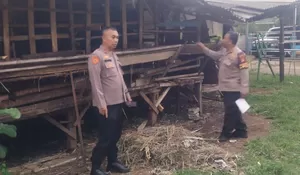 Delapan Kambing di Pengasinan Depok Dibegal! Cuma Disisakan Jeroan