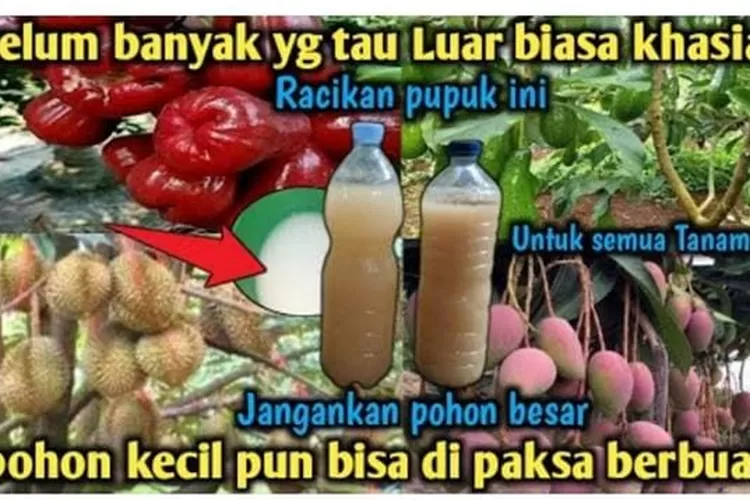 Luar Biasa Racikan Pupuk Ini Bisa Memaksa Semua Tanaman Berbuah Lebat