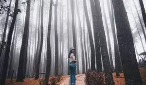Kalo Lagi Berkabut Hutan Pinus di Tempat Wisata ini gak ada Obatnya, Puncak Bogor aja kalah Keren!