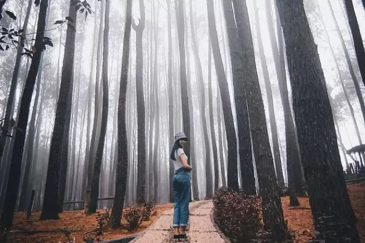 Suasana tempat wisata Hutan Pinus Mangunan Jogja yang di selimuti kabut tipis. (Akun Instagram @jogjaviral)