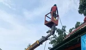 163 Pohon di Depok Dibabat saat Musim Hujan, Ini Kecamatan yang Rawan Tumbang 