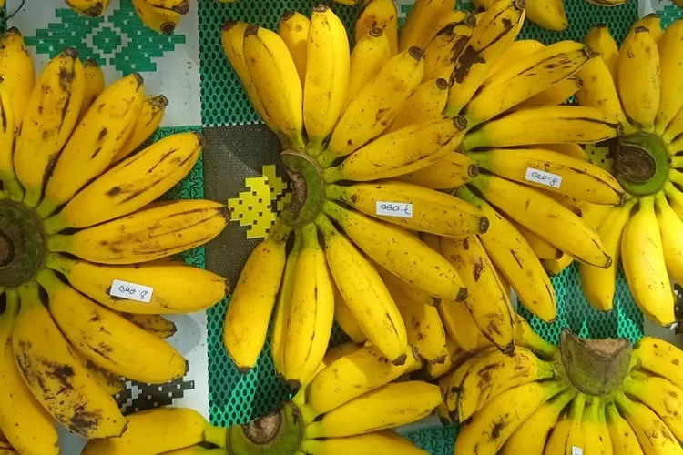 Ilustrsi pisang buh yang dibutuhkan untuk memenuhi nutrisi (Foto: Sulistyanto)