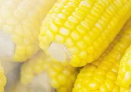 Agar Tetap Awet, Ini Dia 7 Cara Menyimpan Jagung Rebus Agar Tetap Empuk dan Tidak Kering Berhari-Hari