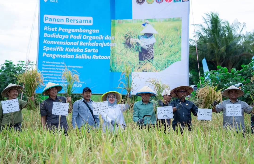 PT Vale bersama Pemkab Kolaka melakukan panen bersama demplot padi