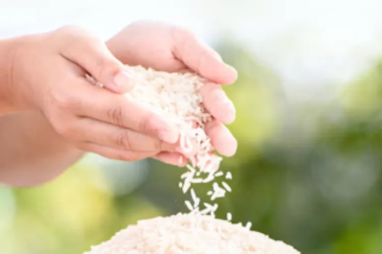 Foto beras - cara membedakan beras premium dan medium. (Instagram/perum.bulog)