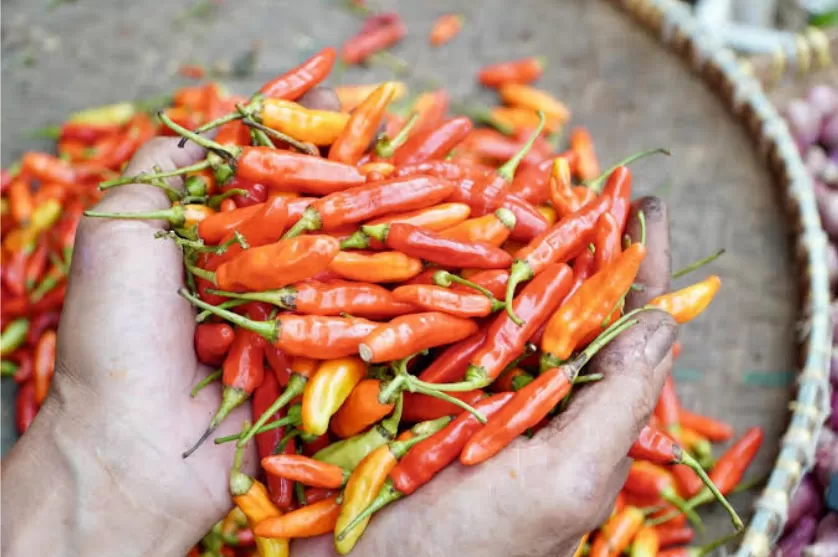 Harga Cabai Rawit Naik di 265 Daerah, Tembus Rp199 Ribu per Kilogram (ilustrasi/Beritaonline.co)