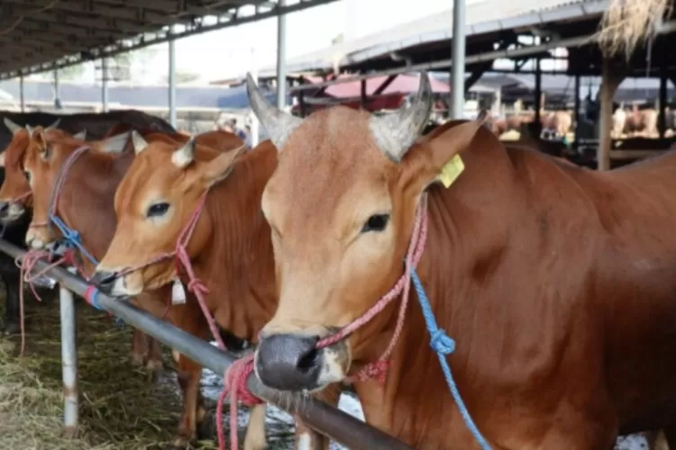 Sapi Timor 57 Perusahaan Ajukan Kuota 58.300 Ekor Sapi di TTS, 18 Berproses ...
