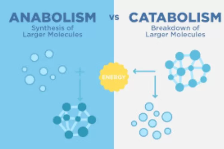 Mengenal Katabolisme Dan Anabolisme, Dua Proses Metabolisme Didalam Sel ...