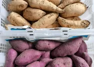 Walau Nikmat, Penderita Maag Wajib Menghindari Konsumsi Ubi di Saat Berbuka Puasa