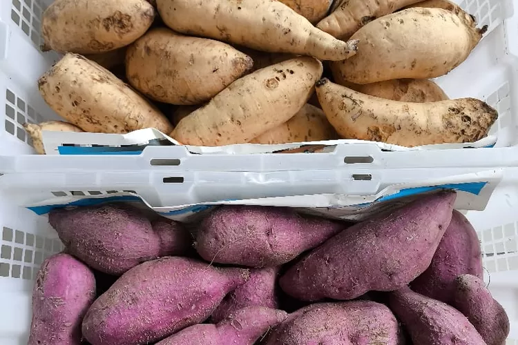 Ilustrasi ubi ungu dan ubi kuning yang perlu dihindari saat berbuka puasa bagi penderita maaf, Minggu (14/3) (Elizabeth Widowati )