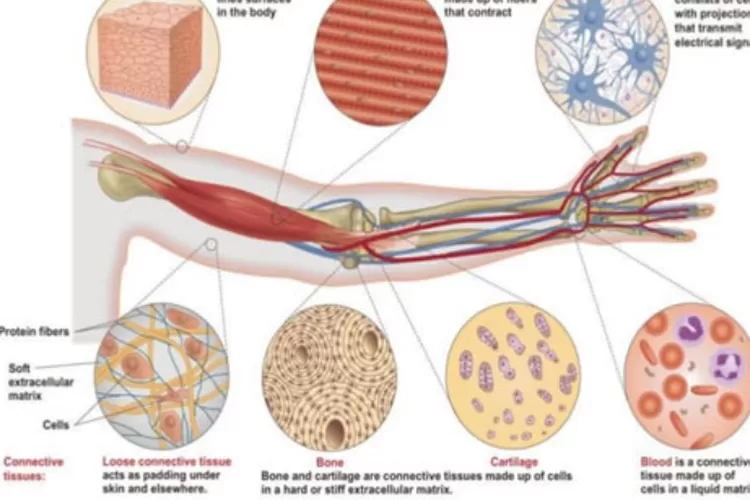 Perbedaan Antara Jaringan Otot Dan Jaringan Tulang Pada Tubuh Manusia