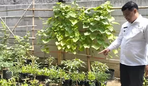 Bikin Perkebunan di Kantor Kelurahan, Ini Kreasi Aparatur Bojong Pondok Terong Depok