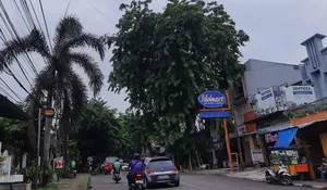 Pohon Besar di Mekarjaya Depok Ancam Pengendara