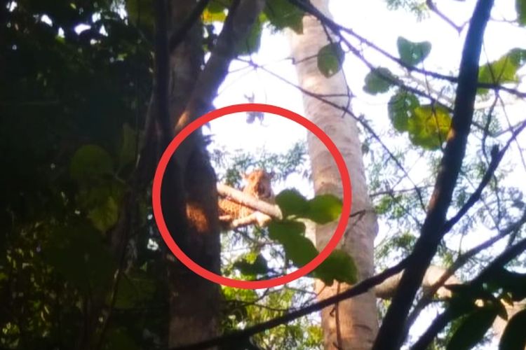 Macan Tutul Menghantui Warga Ciemas Sukabumi