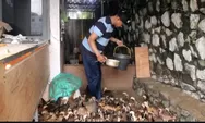 Ketekunan Tanpa Batas, Prajurit TNI AL Sukses Beternak di Tengah Padatnya Semarang