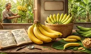 Cara Cerdas Menjaga Mutu Pisang dari Kebun Hingga Pasar ! Jangan Diabaikan, Keberhasilan Budidaya Bisnis Pisang Sangat Bergantung pada Penanganan