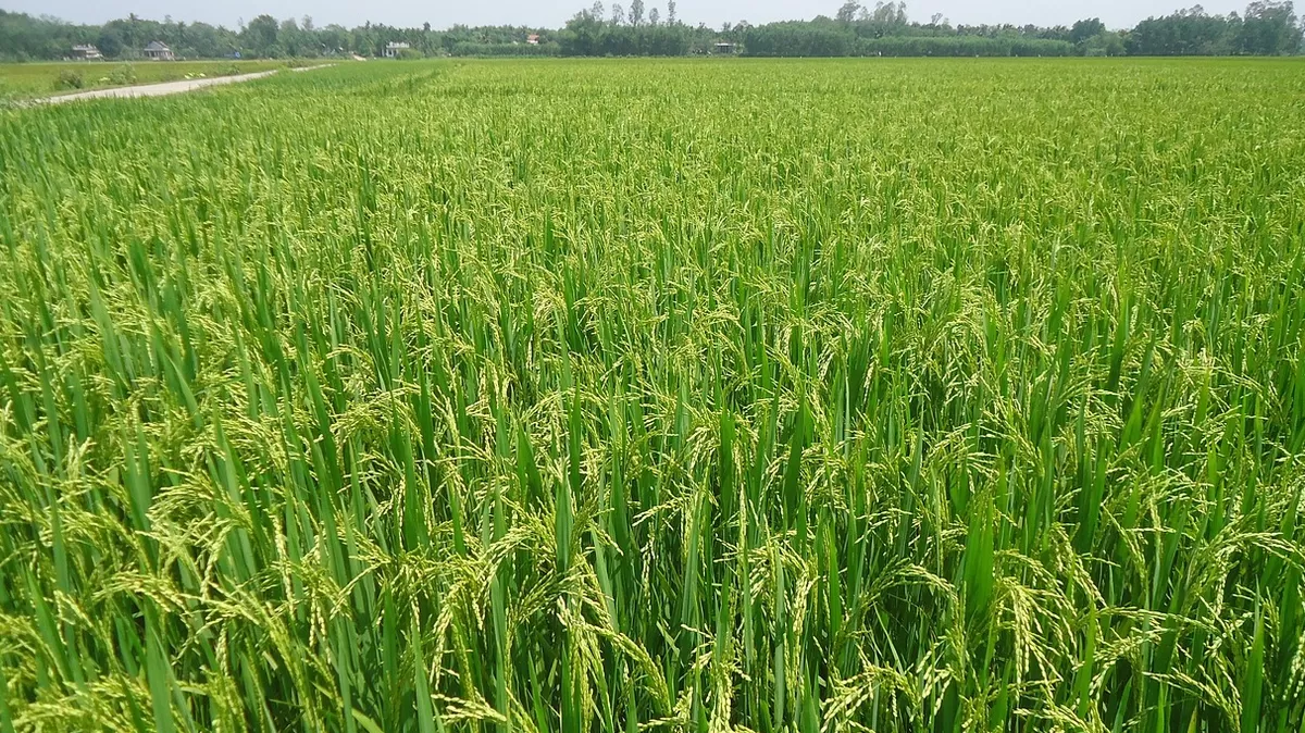 Ilustrasi sawah padi. (Kalimantansatu.com/Dok. Pixabay VincentNguyen)