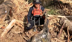 Bangkai Orangutan Ditemukan di Hilir Sungai Garoga, Diduga Terdampak Banjir dan Longsor