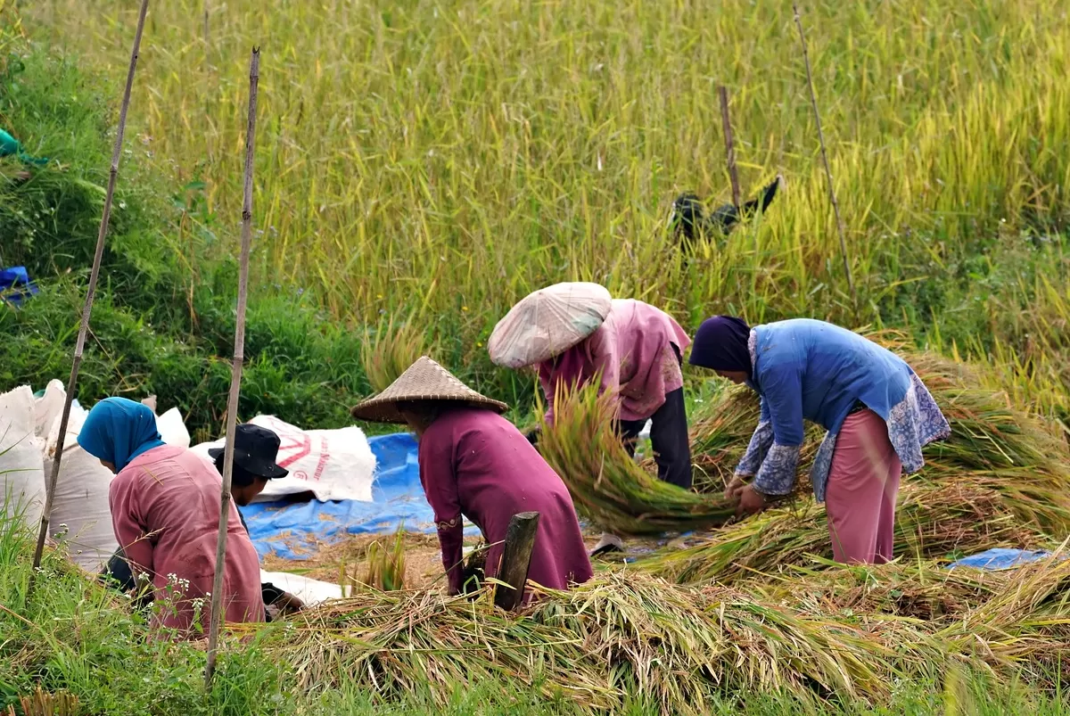 Ilustrasi para petani memanen padi di sawah. (Kalimantansatu.com/Dok. Pixabay ignartonosbg)