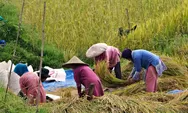 Berapa Nilai Tukar Petani Nasional 2025 Secara Kumulatif ? Dianggap Menguatkan Posisi Tawar Petani dan Sektor Pertanian, BPS Beberkan Datanya