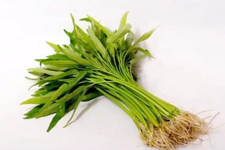 Akar Kangkung ternyata memiliki banyak manfaat kesehatan 